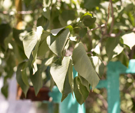 Lilac tree, drought leavesの写真素材