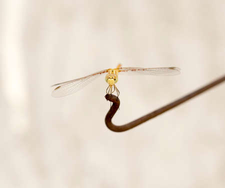 Standing dragonflyの写真素材