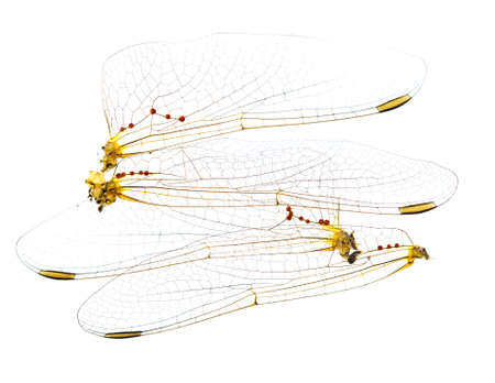 Wings of a dragonfly on a white backgroundの写真素材