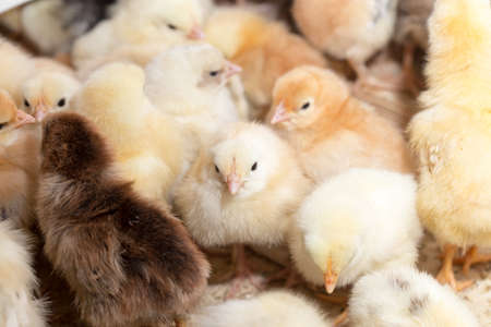 Newborn chickensの写真素材