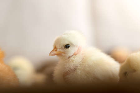 Newborn chickensの写真素材