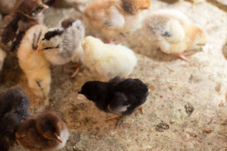Newborn chickensの写真素材