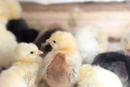 Newborn chickensの写真素材