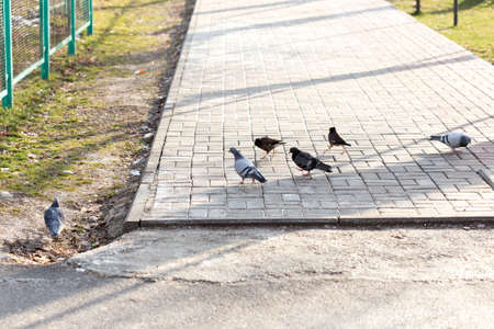 Beautiful pigeon goes to find foodの写真素材