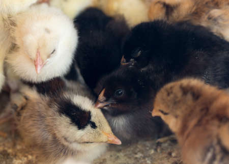 Newborn chickensの写真素材