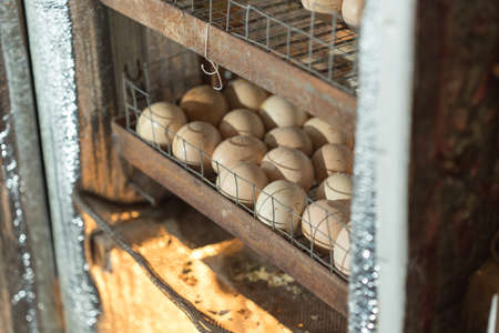 Egg in the incubatorの写真素材