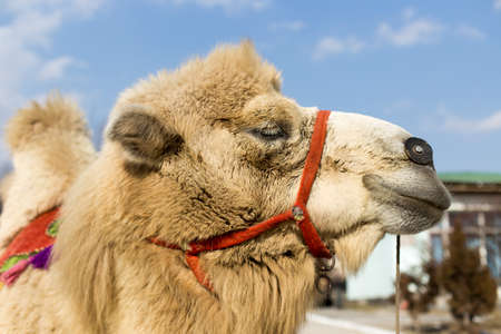 camelの写真素材