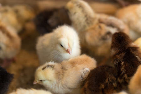 Newborn chickensの写真素材