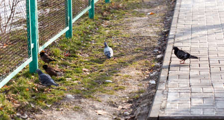 Beautiful pigeon goes to find foodの写真素材