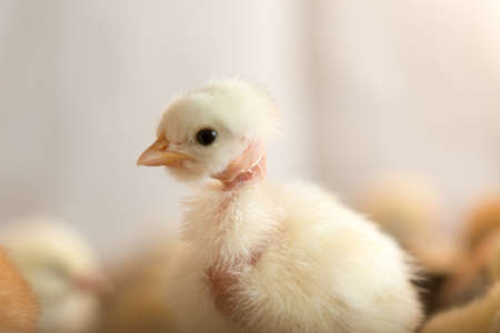 Newborn chickensの写真素材