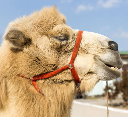 camelの写真素材