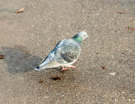 Beautiful pigeon goes to find foodの写真素材