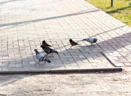 Beautiful pigeon goes to find foodの写真素材