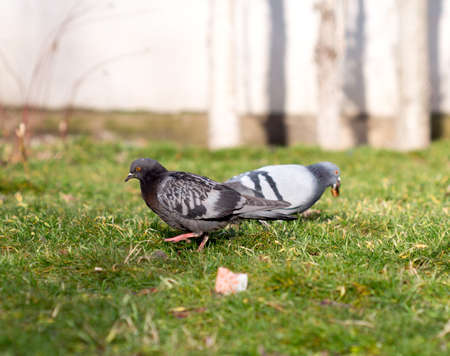 Beautiful pigeon goes to find foodの写真素材
