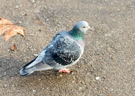 Beautiful pigeon goes to find foodの写真素材