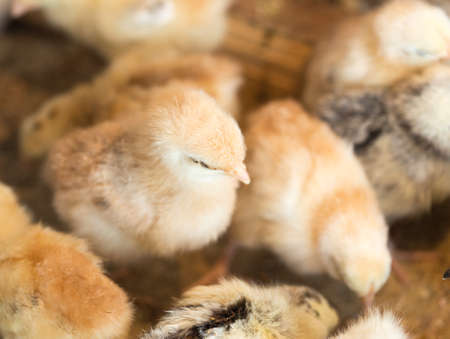 Newborn chickensの写真素材