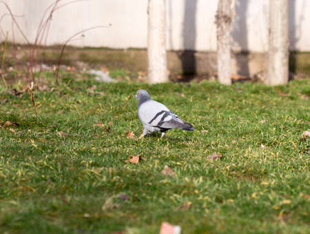 Beautiful pigeon goes to find foodの写真素材