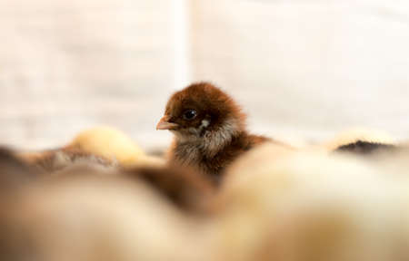 Newborn chickensの写真素材