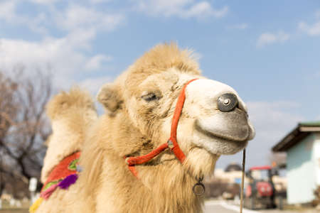 camelの写真素材
