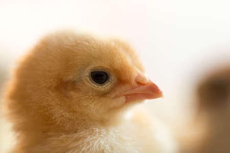 Newborn chickensの写真素材