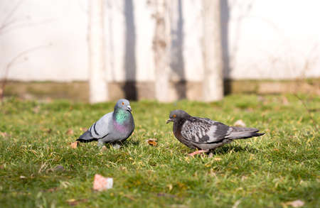 Beautiful pigeon goes to find foodの写真素材
