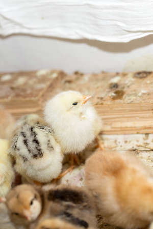 Newborn chickensの写真素材