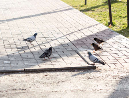 Beautiful pigeon goes to find foodの写真素材