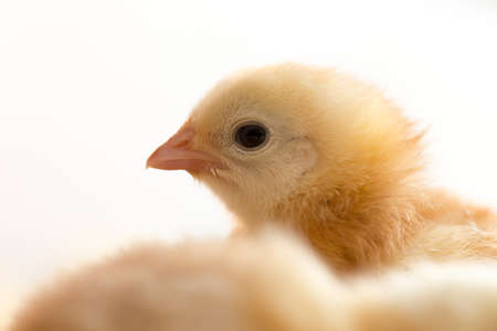 Newborn chickensの写真素材