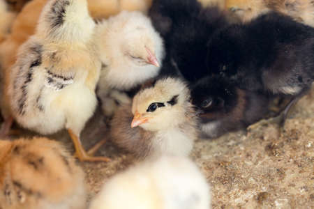 Newborn chickensの写真素材
