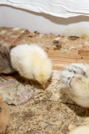 Newborn chickensの写真素材