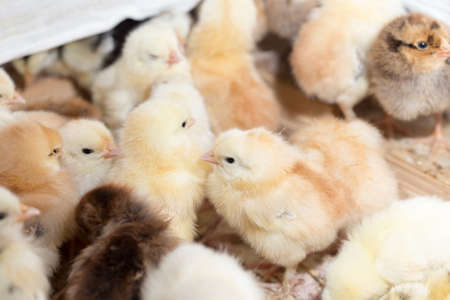 Newborn chickensの写真素材