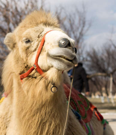 camelの写真素材
