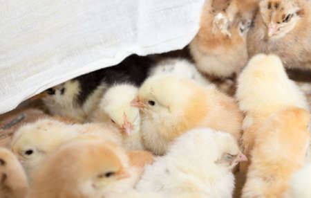 Newborn chickensの写真素材