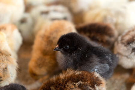 Newborn chickensの写真素材