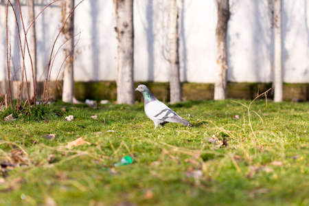Beautiful pigeon goes to find foodの写真素材