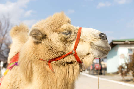 camelの写真素材