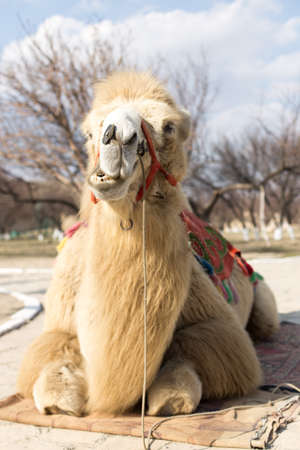 camelの写真素材