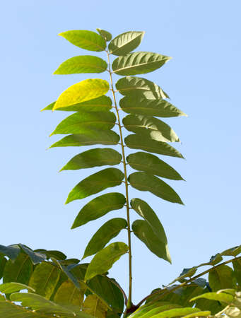 yellow leaves of trees in autumnの写真素材