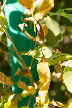 yellow leaves of trees in autumnの写真素材