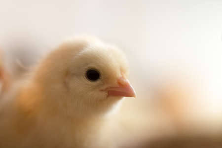 Newborn chickensの写真素材