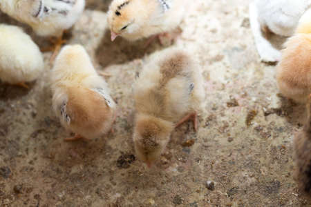 Newborn chickensの写真素材