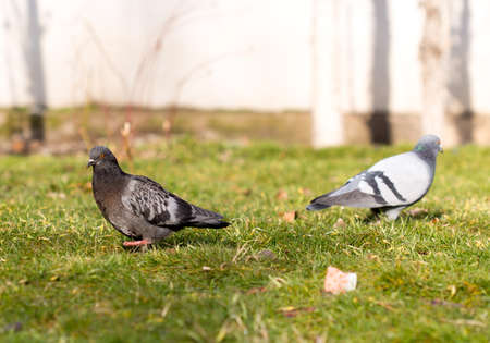 Beautiful pigeon goes to find foodの写真素材