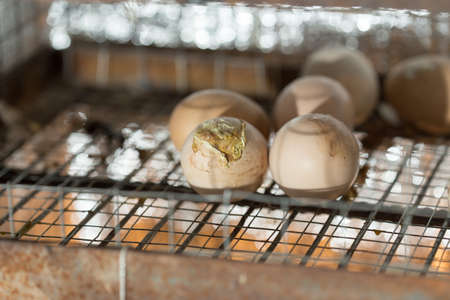 Egg in the incubatorの写真素材