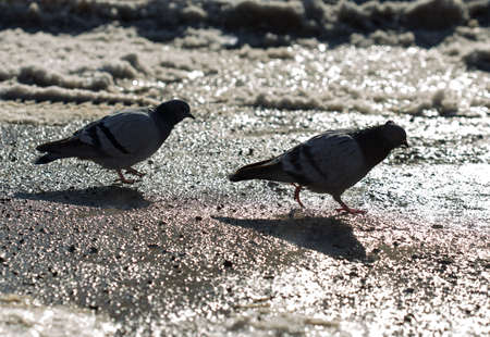 pigeon walking in search of food in the cityの写真素材