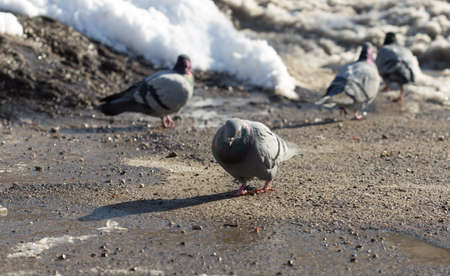 pigeon walking in search of food in the cityの写真素材