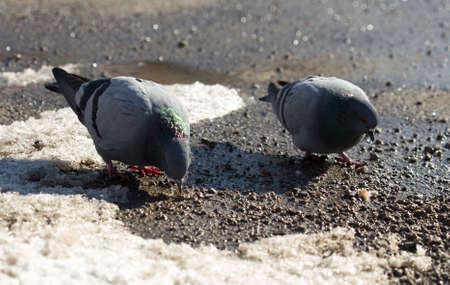 pigeon walking in search of food in the cityの写真素材
