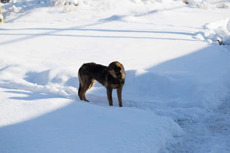 dog walking on snowの写真素材