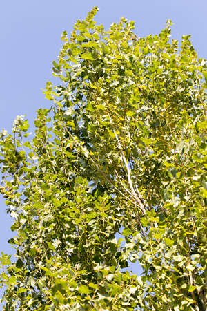 Autumn. Tree with yellow leaves against the skyの写真素材