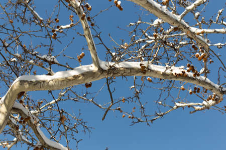 trees with snow in winterの写真素材
