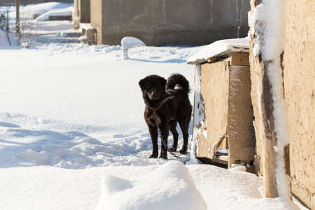 dog walking on snowの写真素材